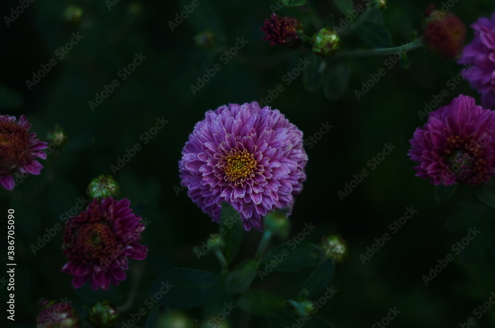 Pink chrysanthemum plant on green. Chrysanthemums annuals flowers branch Pink chrysanthemum plant on green. Chrysanthemums annuals flowers branch