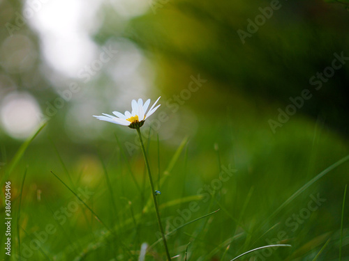small chamomile on blurred green background