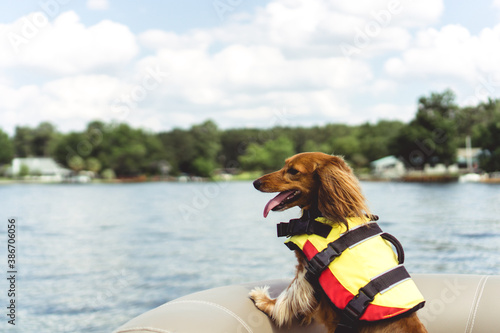 Photography Miniature Long-Haired Dachshund on Boat Ride in Life Jacket