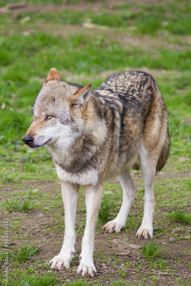 Der Wolf (Canis Lupus) ist derzeit das größte Raubtier aus der Familie der Hunde (Canidae) Der Wolf (Canis Lupus) ist derzeit das größte Raubtier aus der Familie der Hunde (Canidae)
