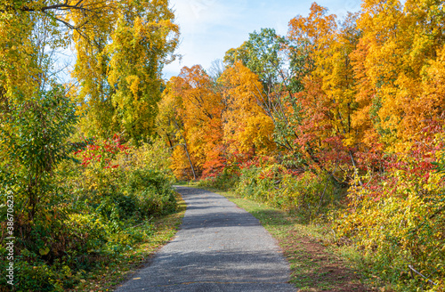 Path through the autumn trees