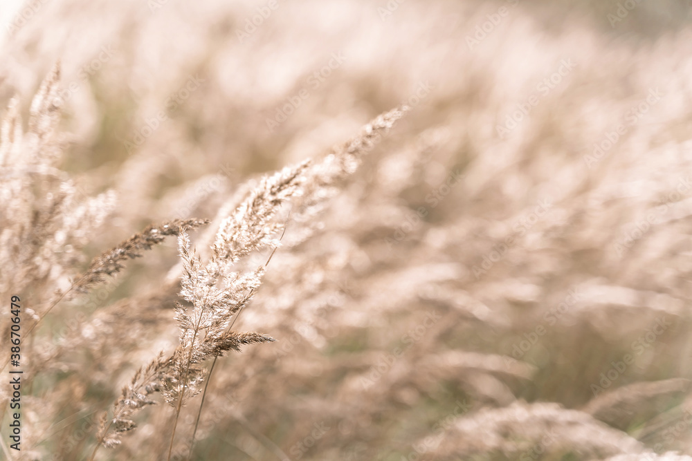 Fototapeta premium Beautiful abstract closeup of golden dried meadow grass. Beautiful fall rural nature background landscape. Great design for any purposes.