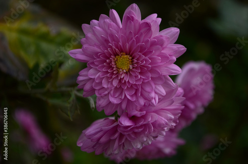 Pink chrysanthemum plant on green. Chrysanthemums annuals flowers branch