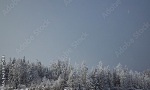 panoramic winter landscape forest snow fall weather background wallpaper scenic view with empty copy space for your text