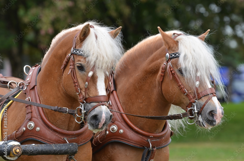 Obraz premium Haflinger in Kutschgeschirr
