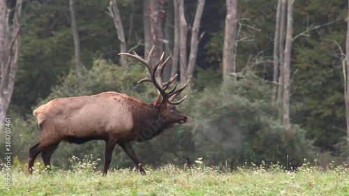 Wallpaper Mural Bull Elk Video Clip in 4k Torontodigital.ca