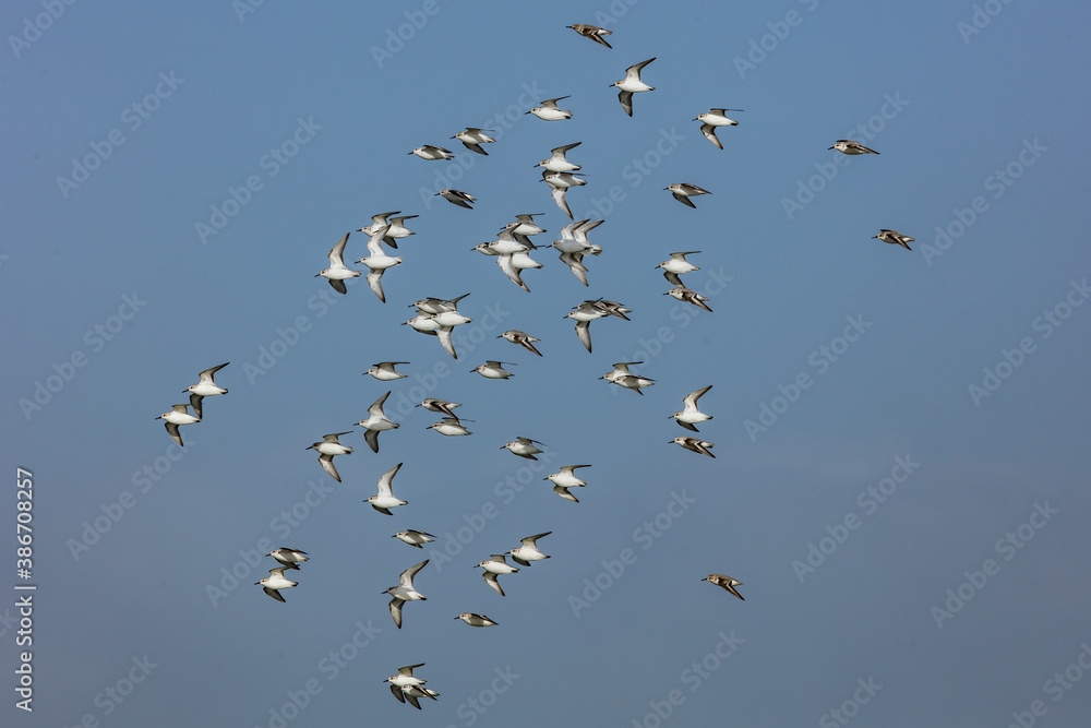Fototapeta premium vogelzug