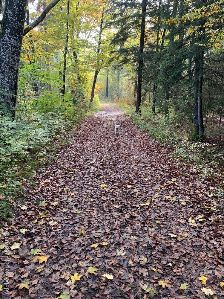 path in autumn park path in autumn park
