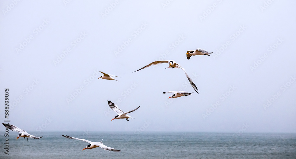 A flock of flying seagulls against a pale blue sky on Drakes Beach, Point Reyes National Seashore, Marin County, California
