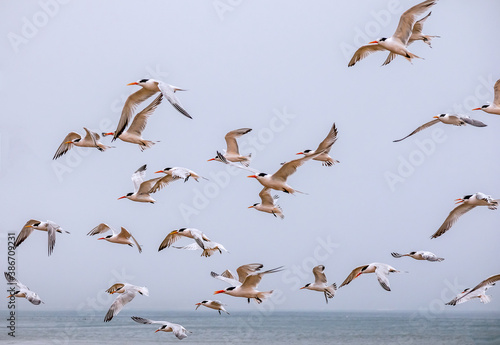 A flock of flying seagulls against a pale blue sky on Drakes Beach, Point Reyes National Seashore, Marin County, California photo