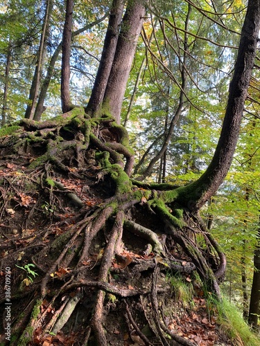 tree in the woods photo