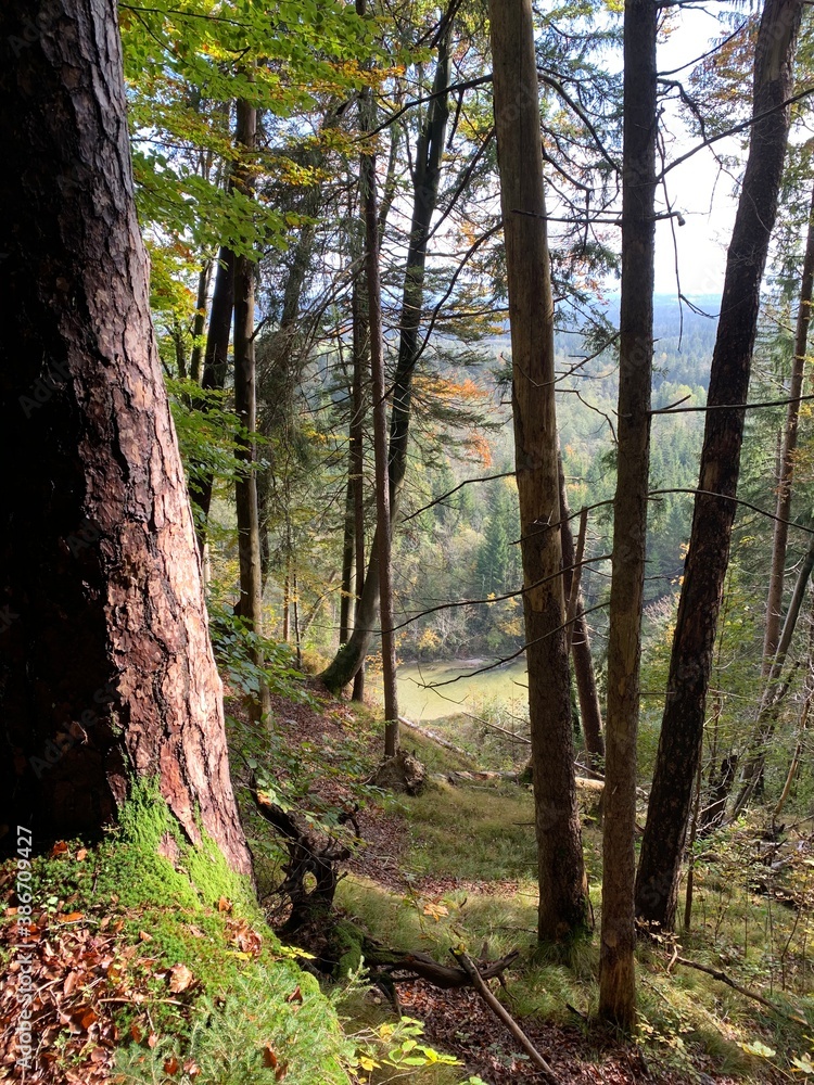 Fototapeta premium path in the woods