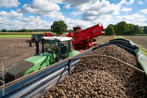 Cuadro en lienzo Kartoffelernte - Kartoffelroder entlädt geerntete Kartoffeln auf gut gefüllte Transportanhänger