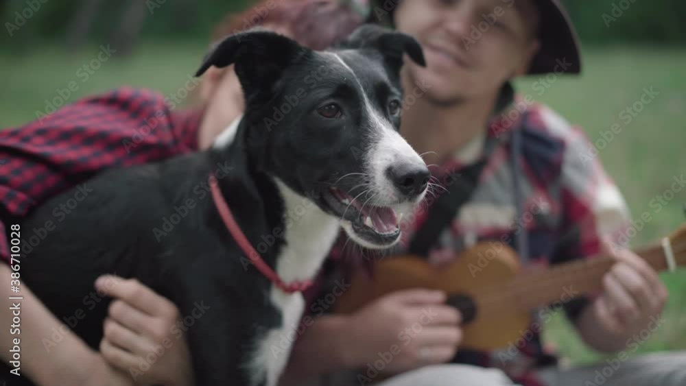 Close-up of black and white dog with blurred man playing ukulele and kissing woman at the background. Romantic Caucasian couple with domestic pet in summer park or forest. Close-up of black and white dog with blurred man playing ukulele and kissing woman at the background. Romantic Caucasian couple with domestic pet in summer park or forest.