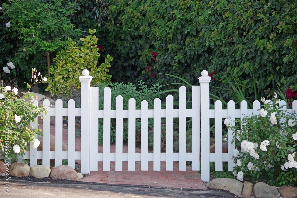 White picket fence with a gate and white roses on the left and right White picket fence with a gate and white roses on the left and right