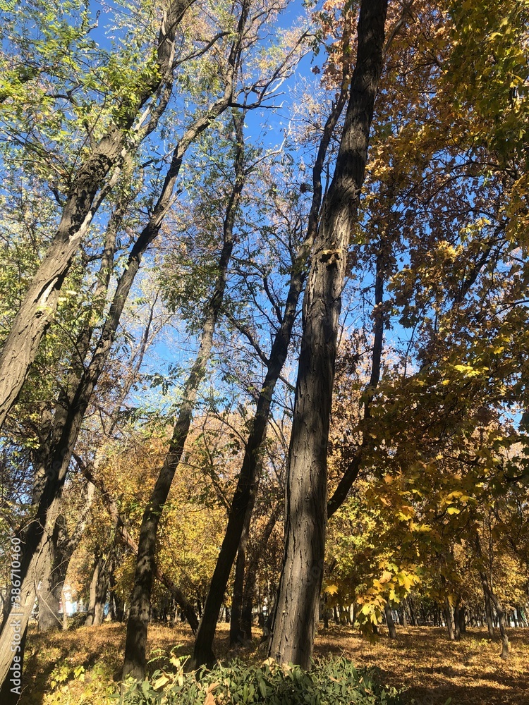 Fototapeta premium autumn in the park