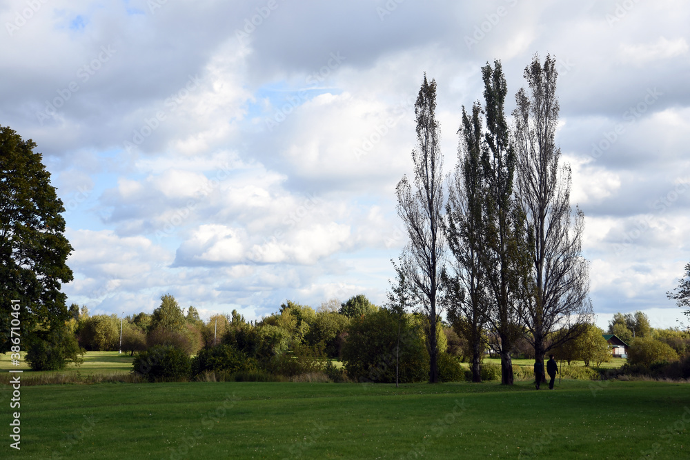 trees in the park