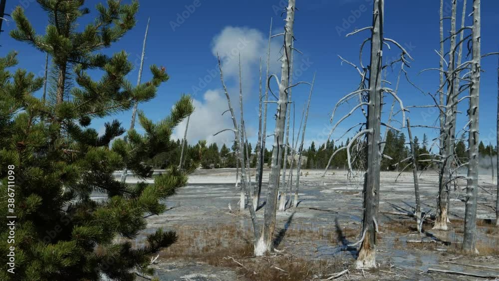 Steam rises over distant pine trees in Yellowstone National Park Lower Geyser basin with pine and dead trees in the foreground Steam rises over distant pine trees in Yellowstone National Park Lower Geyser basin with pine and dead trees in the foreground
