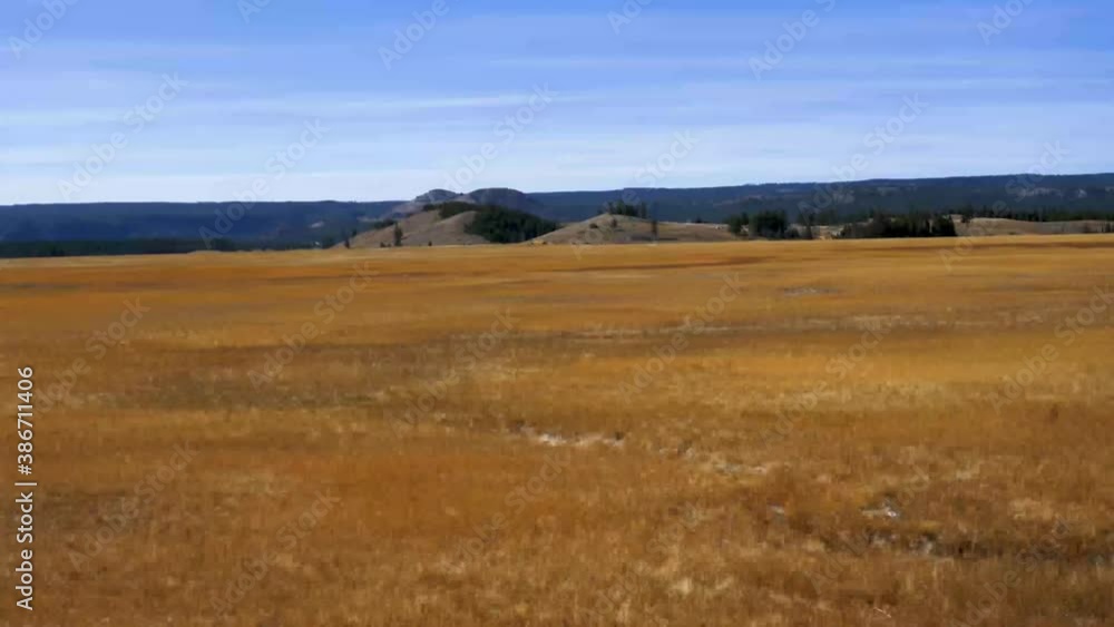 Drive Plate-POV-Passing meadows of dry amber autumn grass bordered by distant pine forest under clear blue sky Drive Plate-POV-Passing meadows of dry amber autumn grass bordered by distant pine forest under clear blue sky