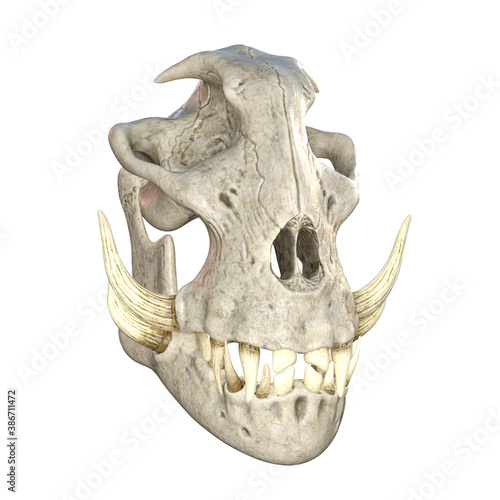 3D skull © Wampa