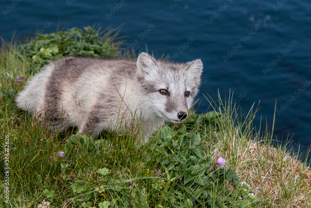 Puppy of Arctic Fox (Alopex lagopus) at St. George Island, Pribilof Islands, Alaska, USA Puppy of Arctic Fox (Alopex lagopus) at St. George Island, Pribilof Islands, Alaska, USA