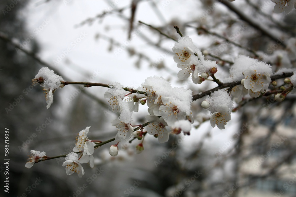 snow on flowers snow on flowers