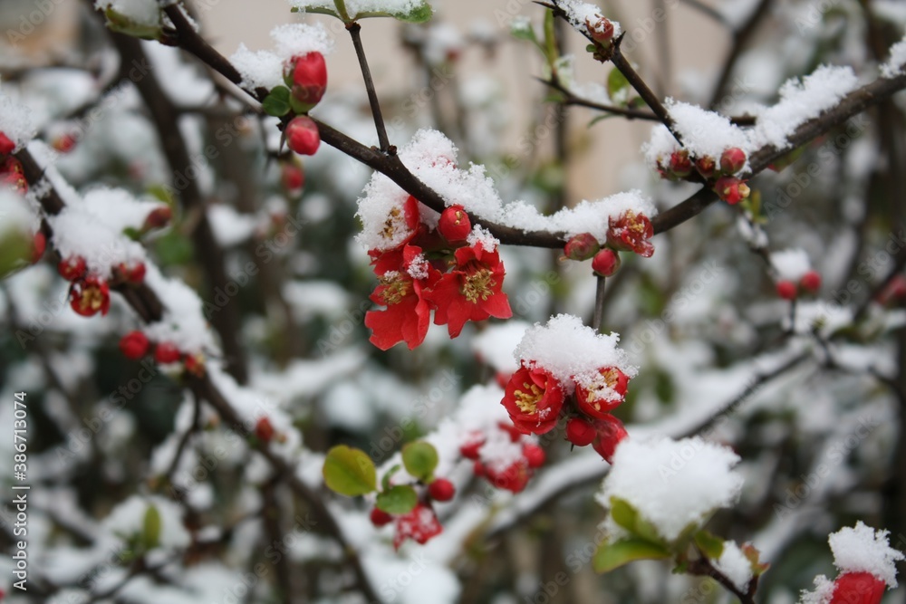 snow on flowers snow on flowers