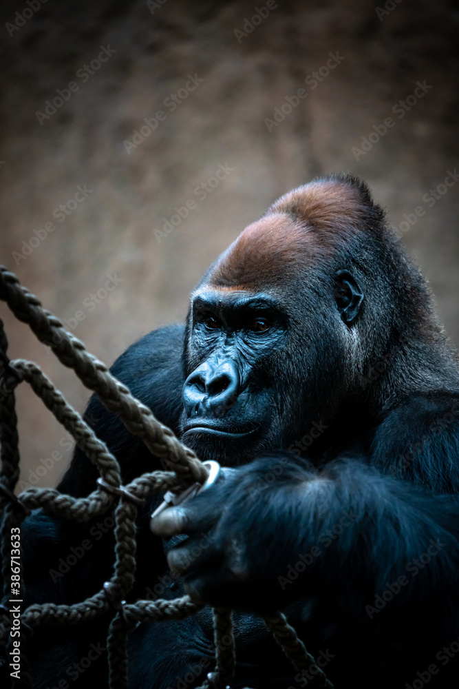 Portrait of a mature gorilla Portrait of a mature gorilla