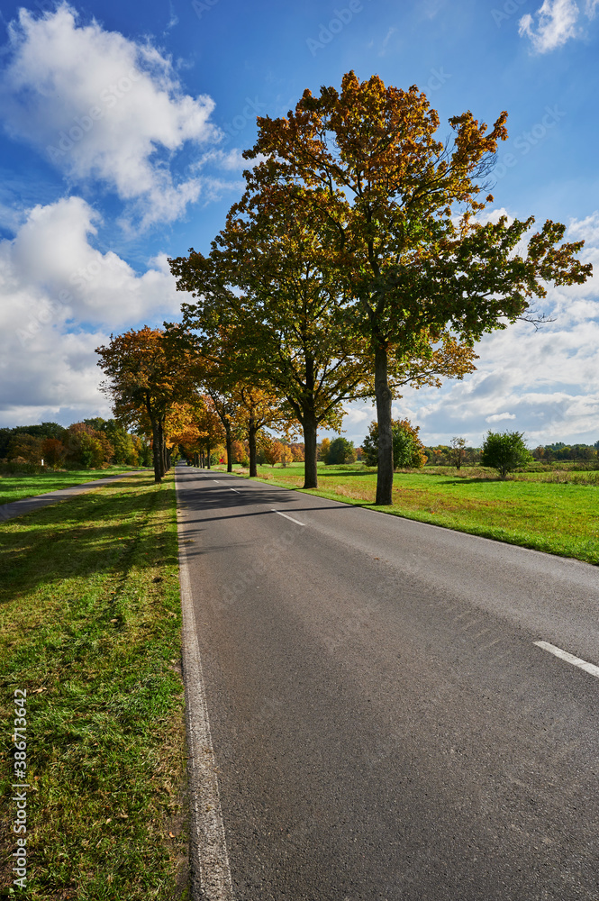 Landscape with an avenue and colorful autumn trees in the surrounding region of Berlin.