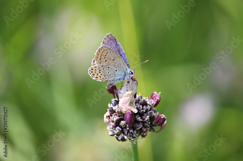 Wallpaper Mural Butterfly Torontodigital.ca