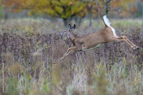 white-tailed deer (Odocoileus virginianus) running in autumn
