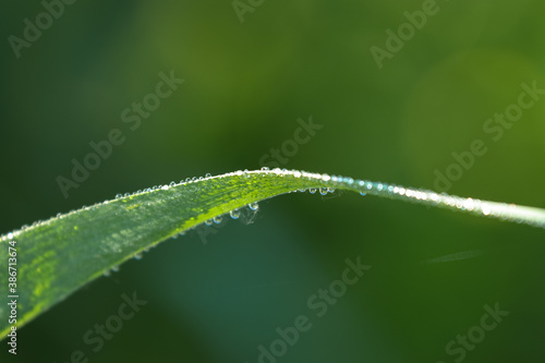 dew on the grass