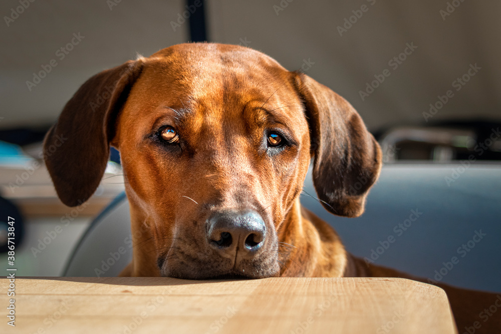 Rhodesian Ridgeback bettelnd am Tisch Rhodesian Ridgeback bettelnd am Tisch