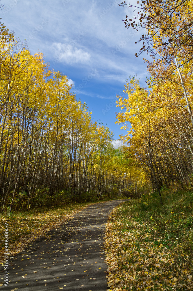 Fototapeta premium Autumn Trees surrounding a hiking trail at Elk Island National Park