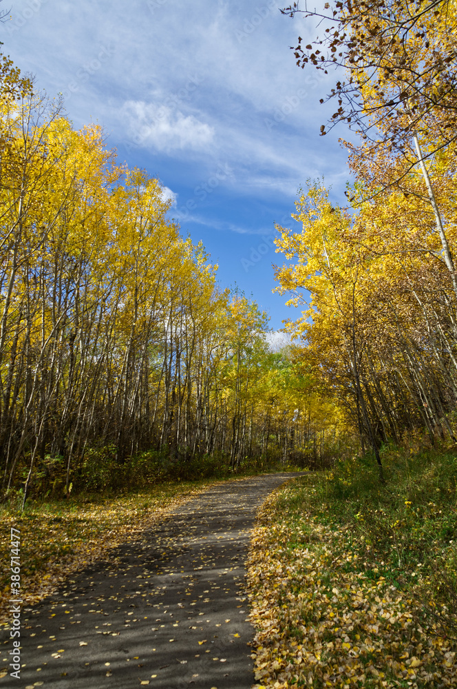 Autumn Trees surrounding a hiking trail at Elk Island National Park