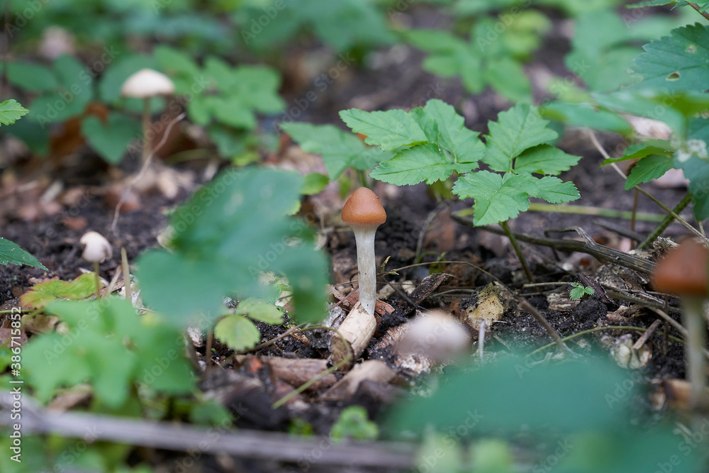 wild growing Psilocybe cyanescens, one of the strongest psilocybin-containing magic mushrooms in the undergrowth of the forest wild growing Psilocybe cyanescens, one of the strongest psilocybin-containing magic mushrooms in the undergrowth of the forest