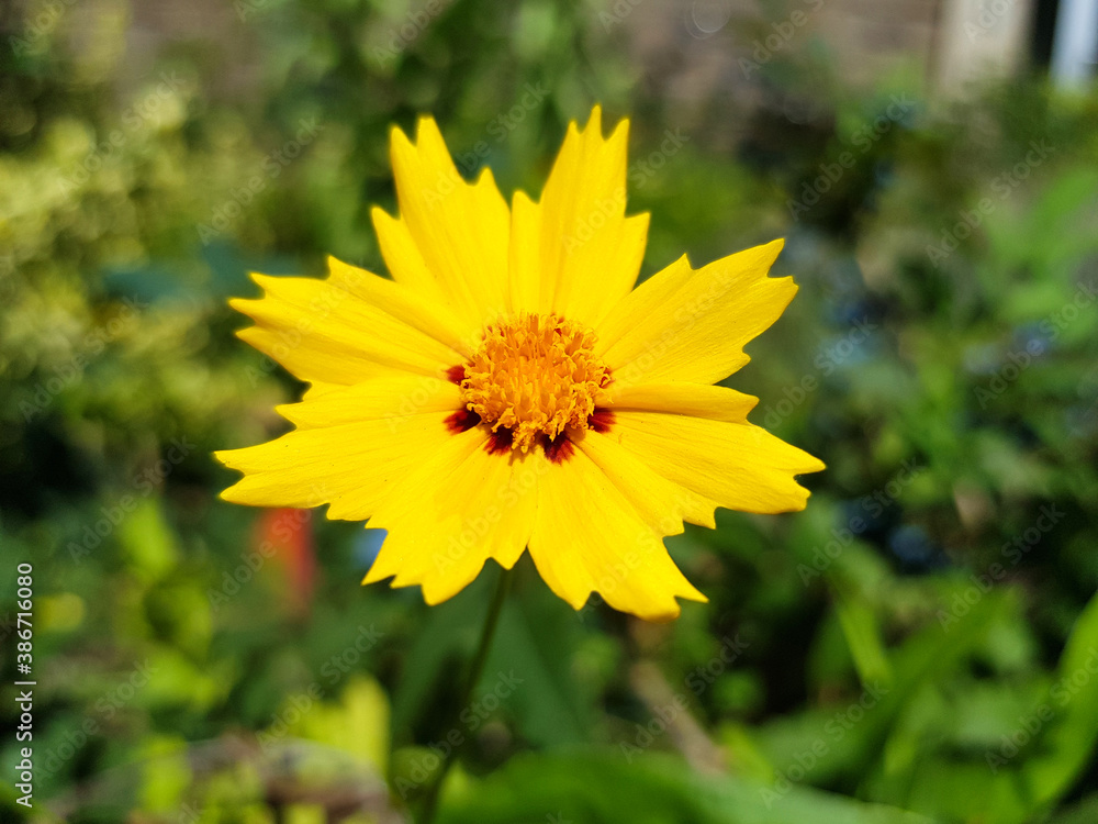 large-flowered tickseed (in german Großblumiges Mädchenauge) Coreopsis grandiflora large-flowered tickseed (in german Großblumiges Mädchenauge) Coreopsis grandiflora