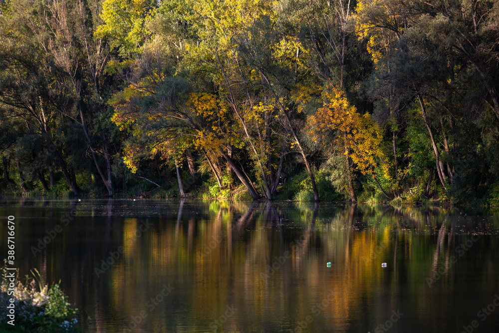Fototapeta premium autumn trees reflected in water