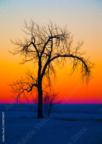 tree silhouette and sunset