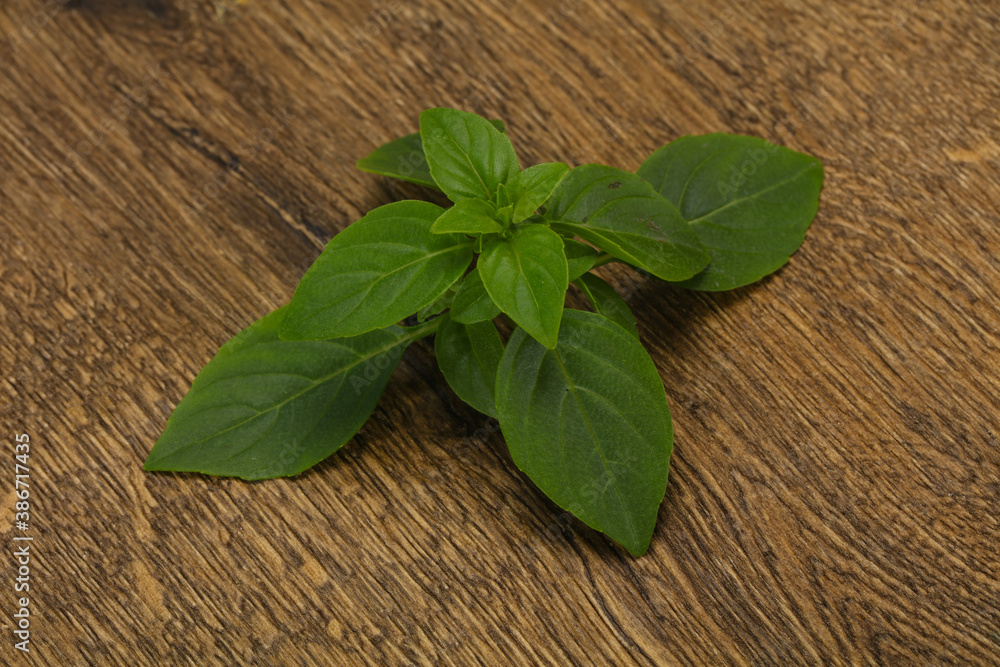 Fresh green Basil leaves - for cooking Fresh green Basil leaves - for cooking