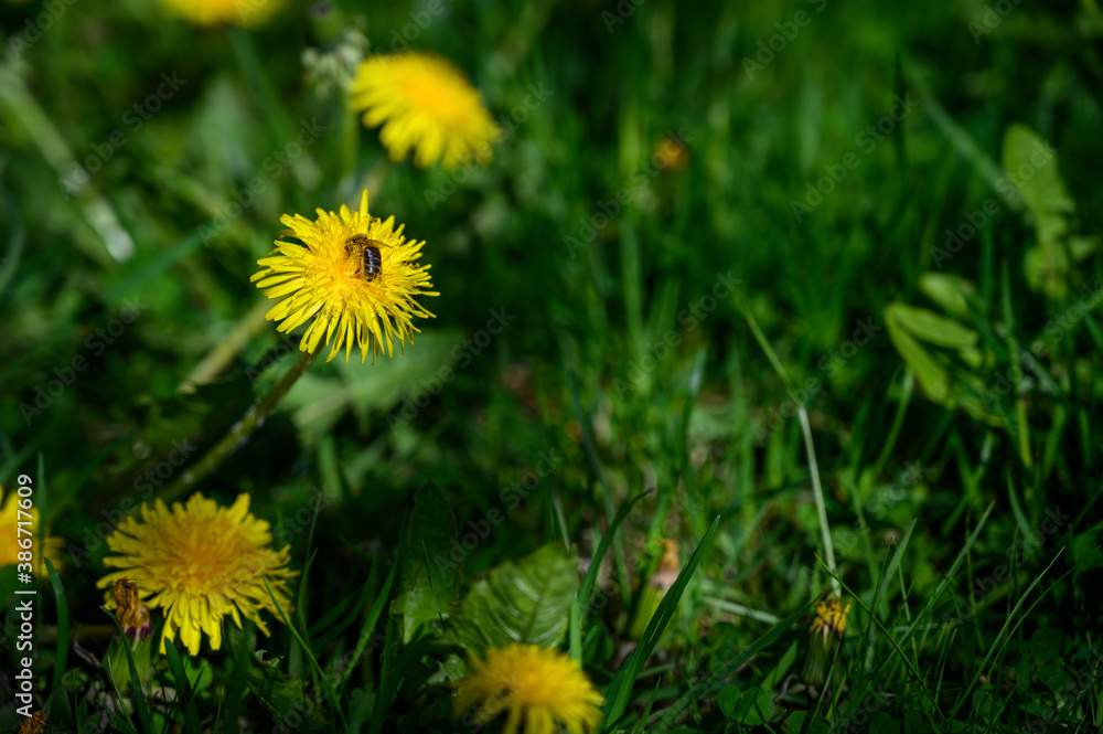 Yellow flowers with green grass background with flying bee during the blossom days Yellow flowers with green grass background with flying bee during the blossom days