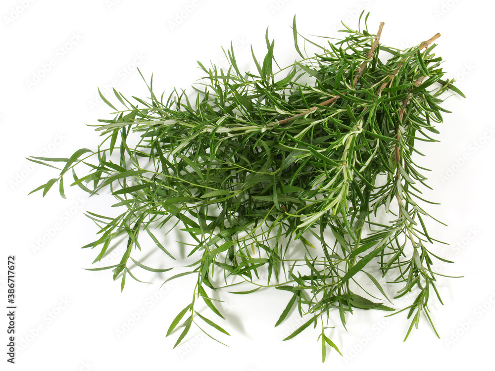 Fresh Tarragon with Rosemary Bundle isolated on white Background Fresh Tarragon with Rosemary Bundle isolated on white Background