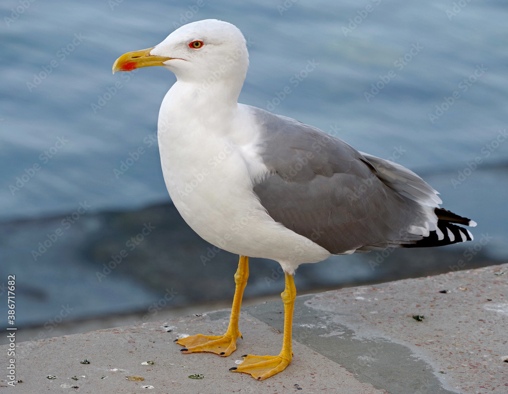 Fototapeta premium portrait of sea gull