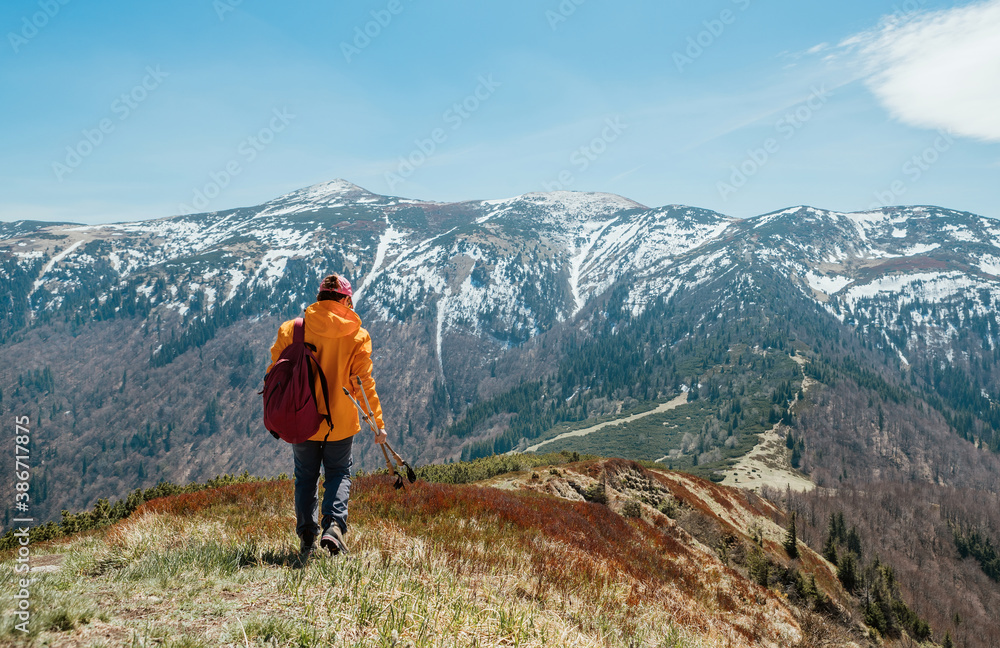 Dressed bright orange jacket backpacker walking by blueberry field using trekking poles with mountain range background, Slovakia. Active people and European mountain hiking tourism concept image.