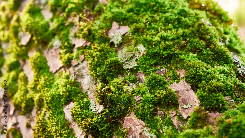 green moss on the trunk of a tree. color