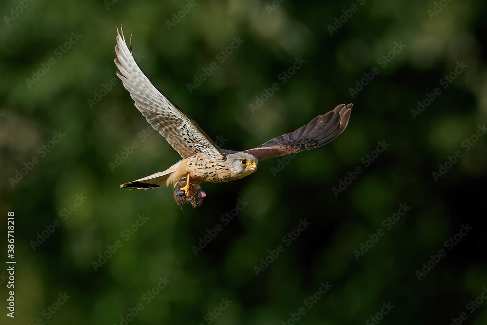 Fototapeta premium Common kestrel (Falco tinnunculus)