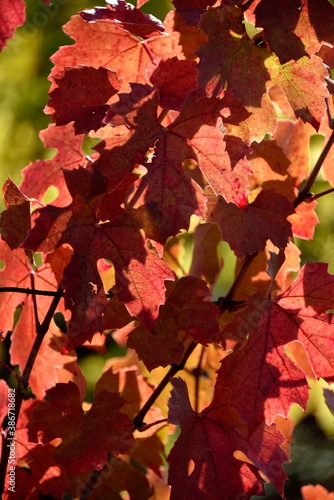 Vignoble en automne