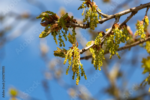 Flowers and leaves of an oak during spring