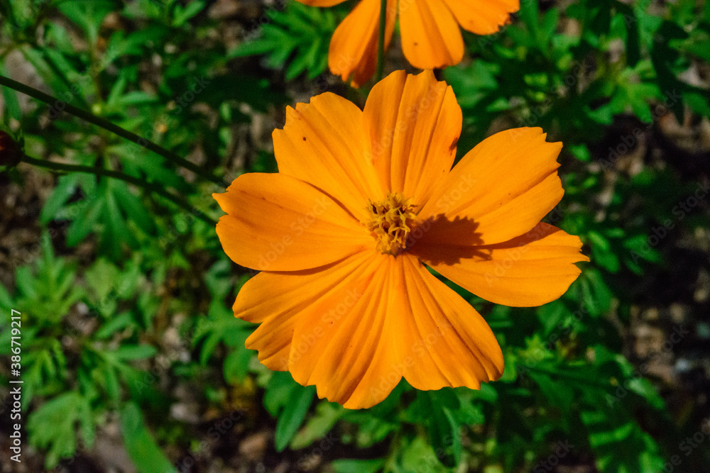 orange flower in garden orange flower in garden