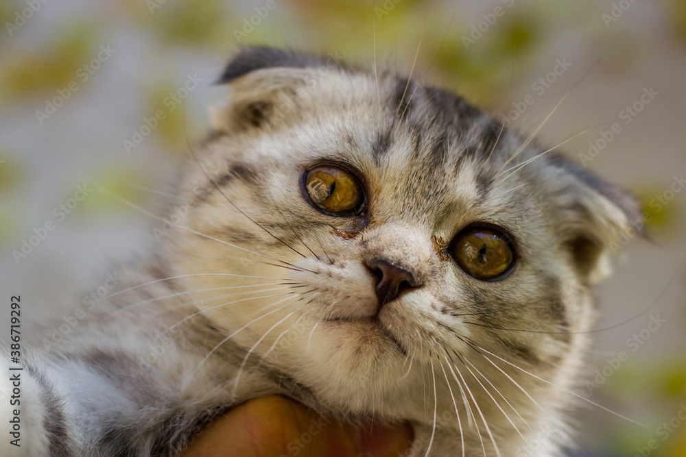Close-up image of the head of a beautiful little grey kitten. Blurred background. Outdoor Autumn picture. Close-up image of the head of a beautiful little grey kitten. Blurred background. Outdoor Autumn picture.